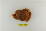 藏品(頑強黎明蟹)的圖片